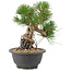 Pinus thunbergii, 21,5 cm, ± 18 años