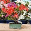 Rhododendron indicum, 19,5 cm, ± 6 anni, in vaso con angolo scheggiato