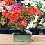 Rhododendron indicum, 19,5 cm, ± 6 years old, in a pot with a chipped corner