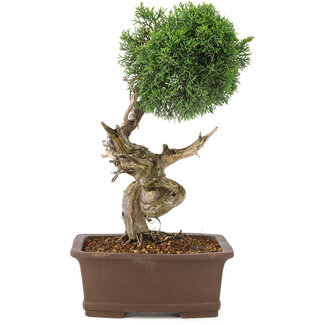 Juniperus chinensis Kishu, 36 cm, ± 30 anni