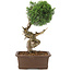 Juniperus chinensis Kishu, 36 cm, ± 30 years old