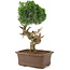 Juniperus chinensis Kishu, 36 cm, ± 30 años