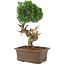 Juniperus chinensis Kishu, 36 cm, ± 30 years old