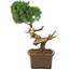 Juniperus chinensis Kishu, 36 cm, ± 30 anni