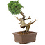 Juniperus chinensis Kishu, 36 cm, ± 30 anni