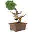 Juniperus chinensis Kishu, 36 cm, ± 30 años