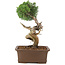 Juniperus chinensis Kishu, 36 cm, ± 30 años