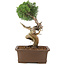 Juniperus chinensis Kishu, 36 cm, ± 30 jaar oud