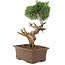 Juniperus chinensis Kishu, 36 cm, ± 30 anni