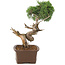 Juniperus chinensis Kishu, 36 cm, ± 30 años