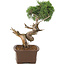 Juniperus chinensis Kishu, 36 cm, ± 30 years old