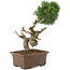 Juniperus chinensis Kishu, 36 cm, ± 30 años