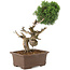 Juniperus chinensis Kishu, 36 cm, ± 30 jaar oud