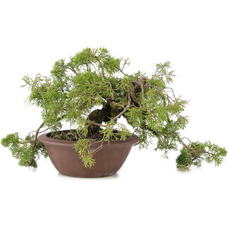 Juniperus chinensis Itoigawa, 21,5 cm, ± 20 jaar oud