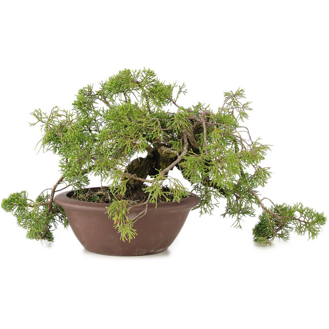 Juniperus chinensis Itoigawa, 21,5 cm, ± 20 jaar oud