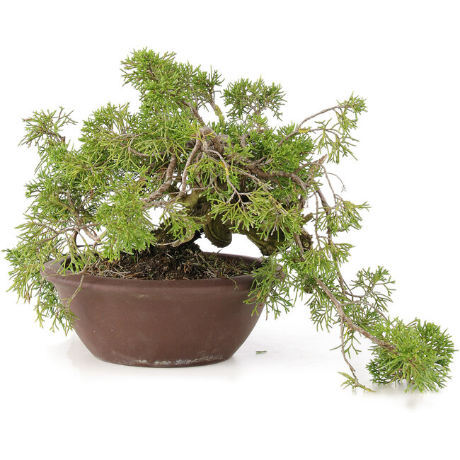 Juniperus chinensis Itoigawa, 21,5 cm, ± 20 ans