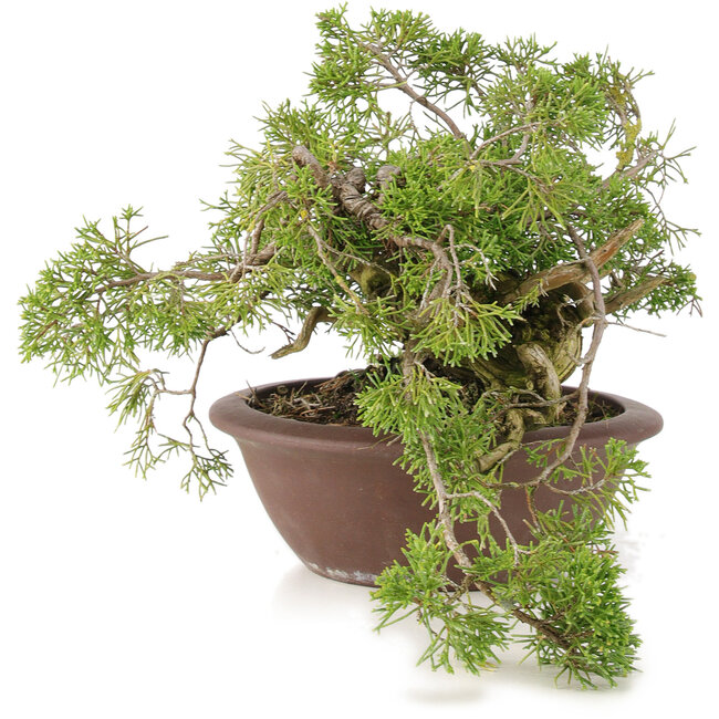 Juniperus chinensis Itoigawa, 21,5 cm, ± 20 años