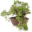 Juniperus chinensis Itoigawa, 21,5 cm, ± 20 ans