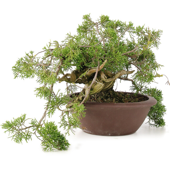 Juniperus chinensis Itoigawa, 21,5 cm, ± 20 años