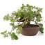 Juniperus chinensis Itoigawa, 21,5 cm, ± 20 jaar oud