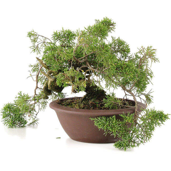 Juniperus chinensis Itoigawa, 21,5 cm, ± 20 ans
