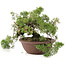 Juniperus chinensis Itoigawa, 21,5 cm, ± 20 ans