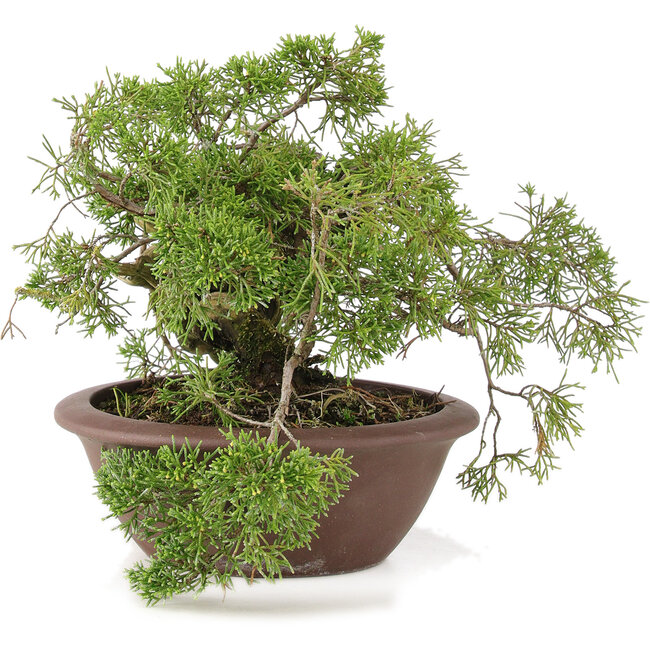Juniperus chinensis Itoigawa, 21,5 cm, ± 20 jaar oud