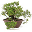 Juniperus chinensis Itoigawa, 21,5 cm, ± 20 años