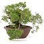 Juniperus chinensis Itoigawa, 21,5 cm, ± 20 años