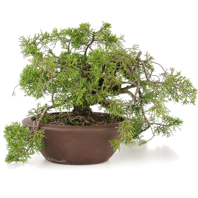 Juniperus chinensis Itoigawa, 21,5 cm, ± 20 años