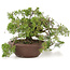 Juniperus chinensis Itoigawa, 21,5 cm, ± 20 jaar oud