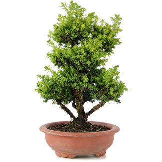 Cryptomeria japonica, 31 cm, ± 15 ans