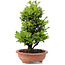 Cryptomeria japonica, 31 cm, ± 15 jaar oud