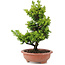 Cryptomeria japonica, 31 cm, ± 15 years old