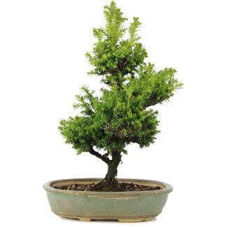 Cryptomeria japonica, 34 cm, ± 15 años