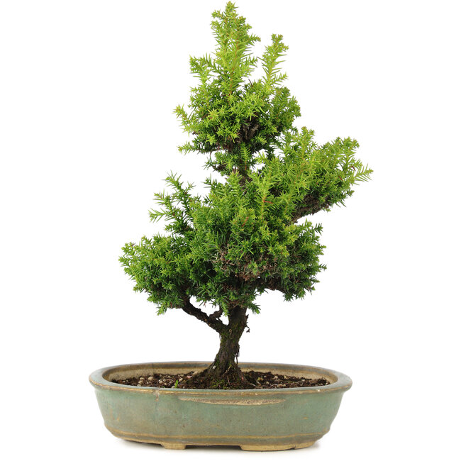 Cryptomeria japonica, 34 cm, ± 15 jaar oud, licht beschadigde pot