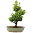 Cryptomeria japonica, 34 cm, ± 15 jaar oud, licht beschadigde pot