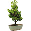 Cryptomeria japonica, 34 cm, ± 15 years old, slightly damaged pot