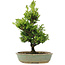 Cryptomeria japonica, 34 cm, ± 15 jaar oud, licht beschadigde pot