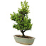 Cryptomeria japonica, 34 cm, ± 15 jaar oud, licht beschadigde pot