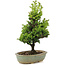 Cryptomeria japonica, 34 cm, ± 15 jaar oud, licht beschadigde pot