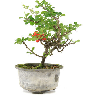 Chaenomeles speciosa, 18 cm, ± 9 años