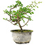 Chaenomeles speciosa, 18 cm, ± 9 ans, à fleurs rouges et fruits jaunes