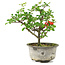Chaenomeles speciosa, 18 cm, ± 9 ans, à fleurs rouges et fruits jaunes