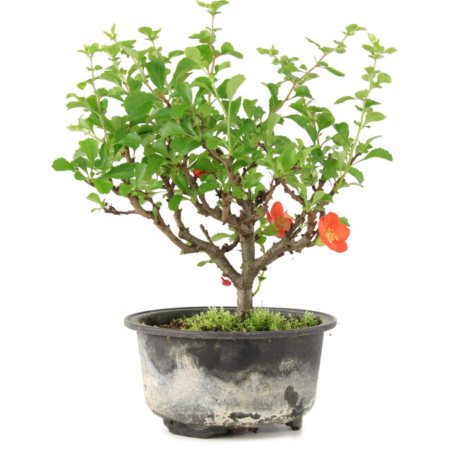 Chaenomeles speciosa, 19 cm, ± 9 ans, à fleurs rouges et fruits jaunes
