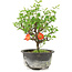 Chaenomeles speciosa, 19 cm, ± 9 ans, à fleurs rouges et fruits jaunes
