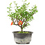 Chaenomeles speciosa, 19 cm, ± 9 ans, à fleurs rouges et fruits jaunes