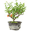 Chaenomeles speciosa, 19 cm, ± 9 ans, à fleurs rouges et fruits jaunes