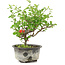Chaenomeles speciosa, 19 cm, ± 9 ans, à fleurs rouges et fruits jaunes