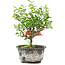 Chaenomeles speciosa, 19 cm, ± 9 ans, à fleurs rouges et fruits jaunes